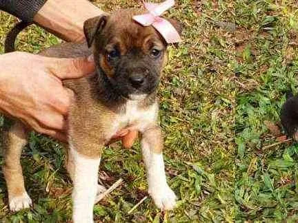 Cachorro ra a Indefinida idade Abaixo de 2 meses nome Luvinha