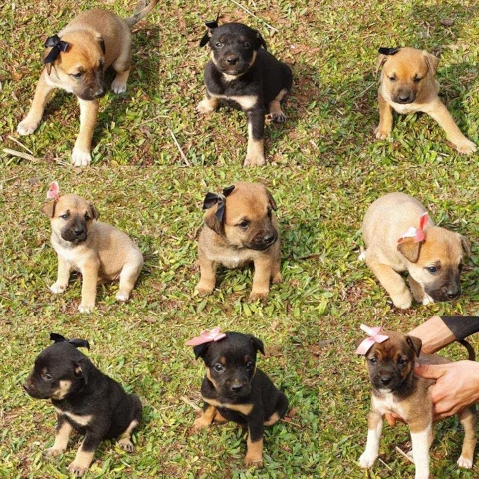 Cachorro ra a Indefinida idade Abaixo de 2 meses nome Frank