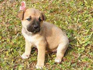 Cachorro raça Indefinida idade Abaixo de 2 meses nome Mel