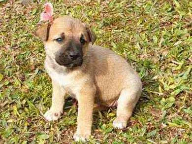 Cachorro ra a Indefinida idade Abaixo de 2 meses nome Mel