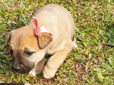 Cachorro ra a Indefinida idade Abaixo de 2 meses nome Fadinha 