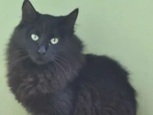 Gato raça  idade 1 ano nome Guga