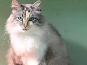 Gato raça  idade 2 anos nome Bella