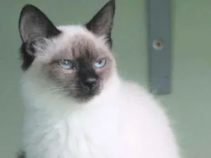 Gato raça  idade 1 ano nome Alice
