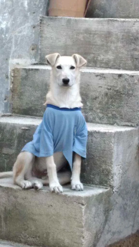 Cachorro ra a Vira lata misturado idade 2 a 6 meses nome Neném 
