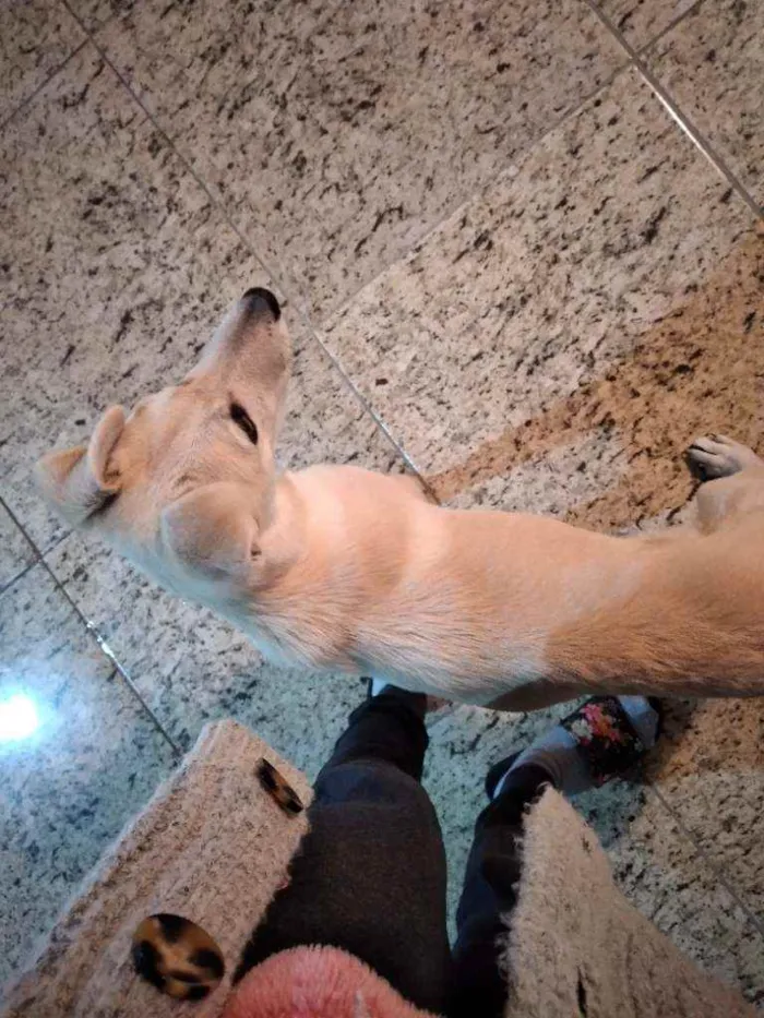 Cachorro ra a Vira lata misturado idade 2 a 6 meses nome Neném 