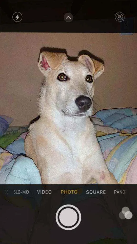 Cachorro ra a Vira lata misturado idade 2 a 6 meses nome Neném 