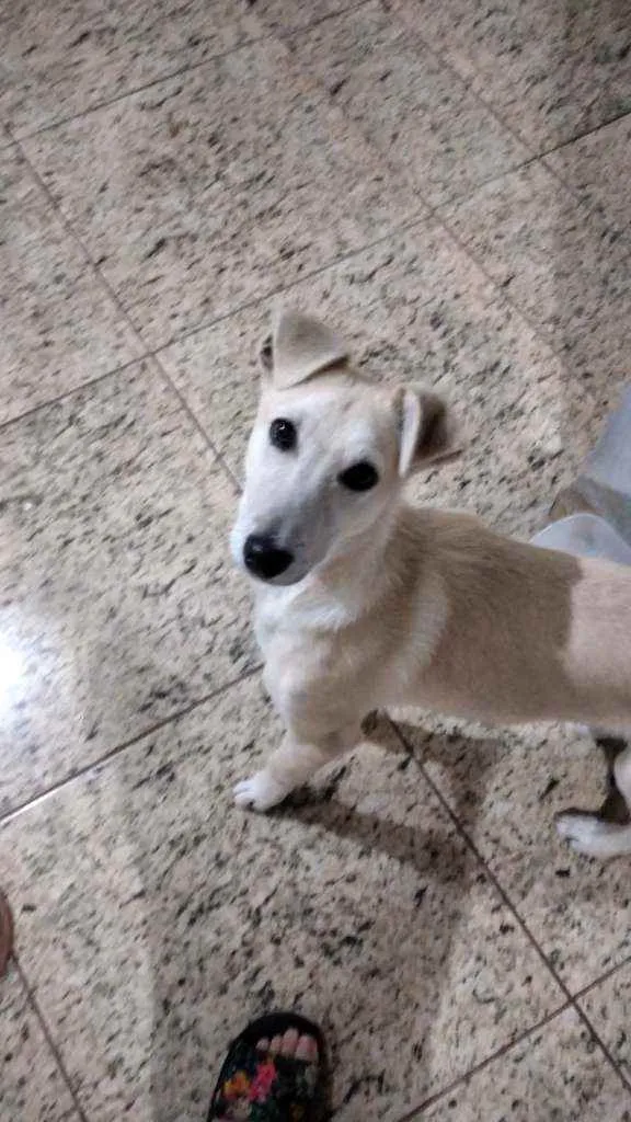 Cachorro ra a Vira lata misturado idade 2 a 6 meses nome Neném 