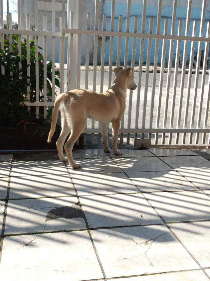 Cachorro ra a Vira lata misturado idade 2 a 6 meses nome Neném 