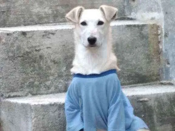 Cachorro ra a Vira lata misturado idade 2 a 6 meses nome Neném 