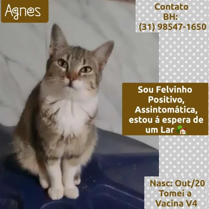 Gato raça SRD idade 7 a 11 meses nome AGNES