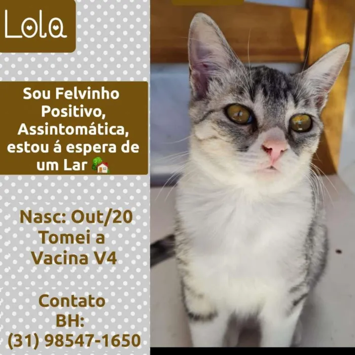 Gato raça SRD idade 7 a 11 meses nome LOLITA