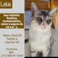 LOLITA