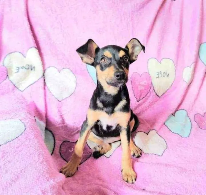 Cachorro ra a SRD idade 2 a 6 meses nome Olga 