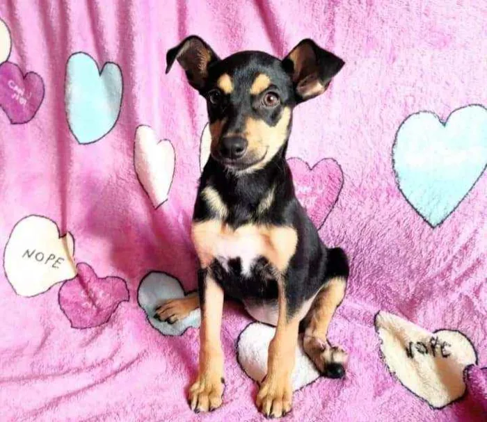 Cachorro ra a SRD idade 2 a 6 meses nome Olga 