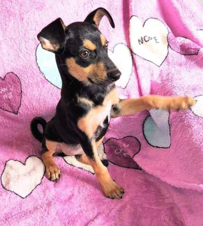 Cachorro ra a SRD idade 2 a 6 meses nome Olga 