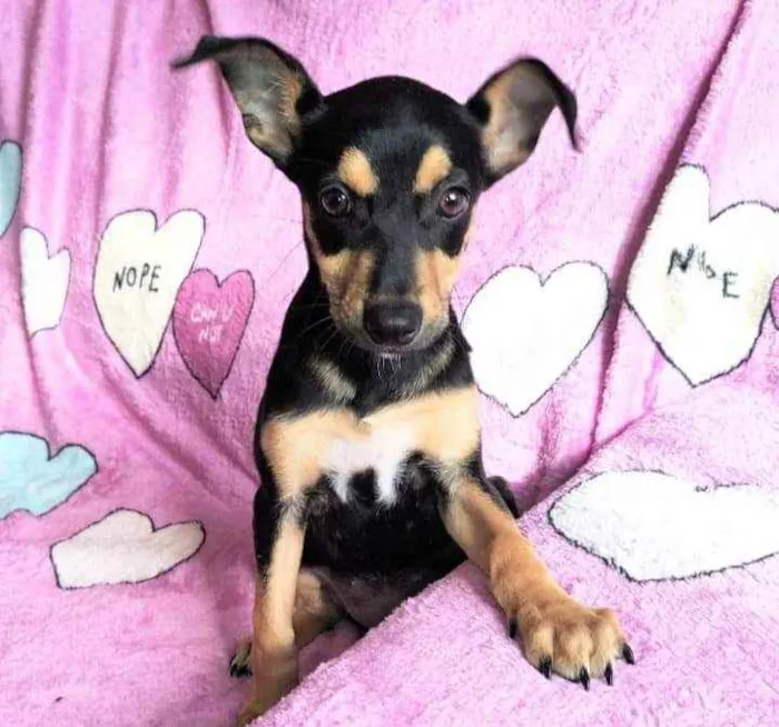 Cachorro ra a SRD idade 2 a 6 meses nome Olga 