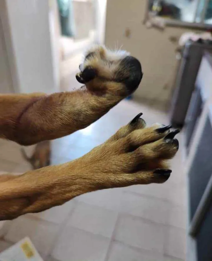 Cachorro ra a SRD idade 2 a 6 meses nome Olga 