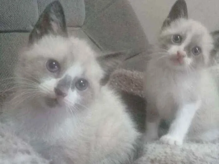 Gato ra a Sem Raça  idade Abaixo de 2 meses nome Sem Nome