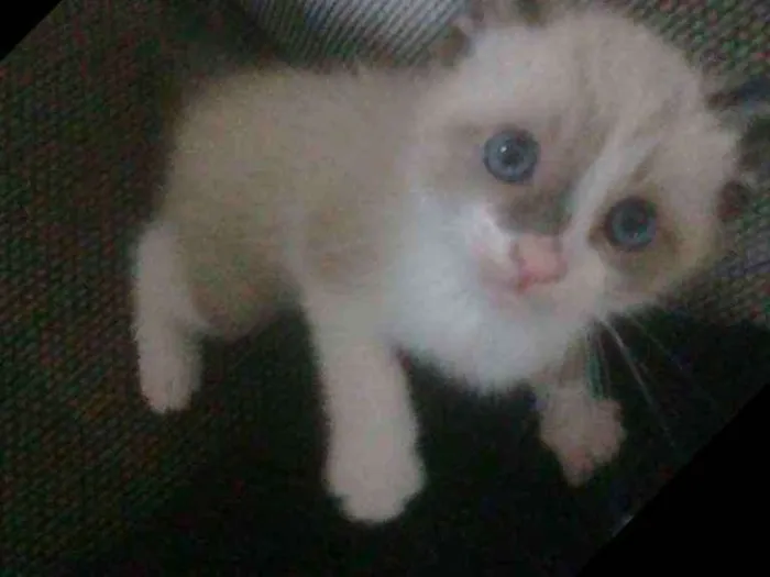 Gato ra a Sem Raça  idade Abaixo de 2 meses nome Sem Nome