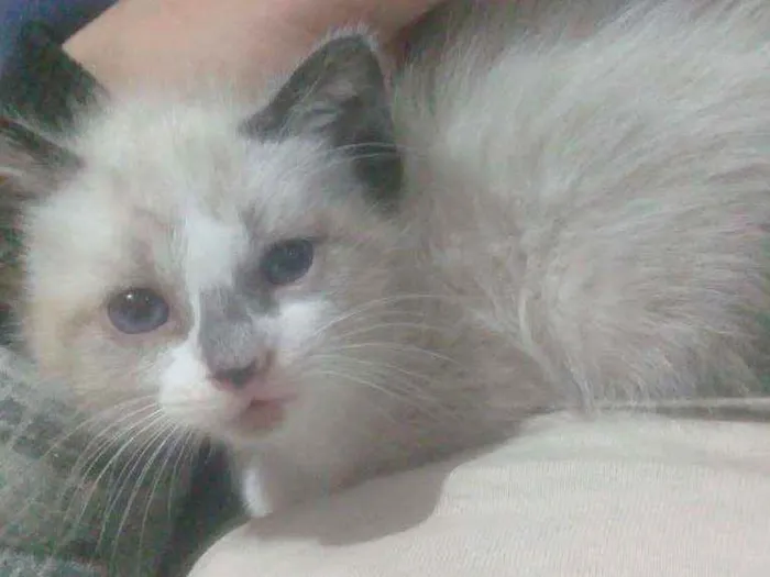 Gato ra a Sem Raça  idade Abaixo de 2 meses nome Sem Nome