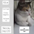 ALICE