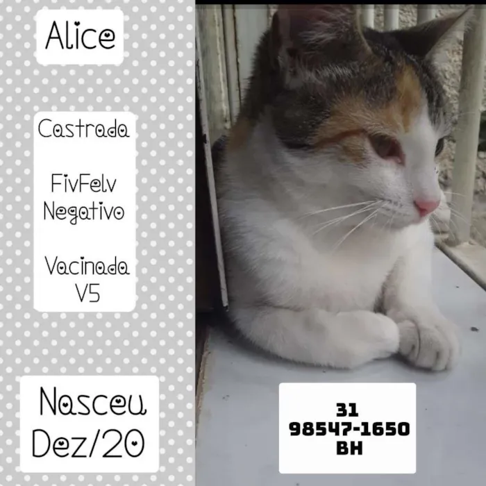 Gato raça SRD idade 7 a 11 meses nome ALICE