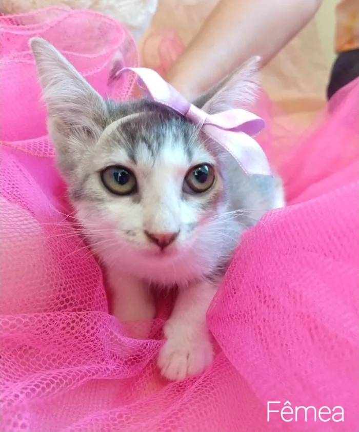 Gato ra a SEM RAÇA DEFINIDA.  idade 2 a 6 meses nome SEM NOME. 