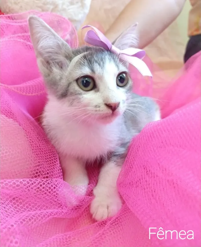 Gato ra a SEM RAÇA DEFINIDA.  idade 2 a 6 meses nome SEM NOME. 