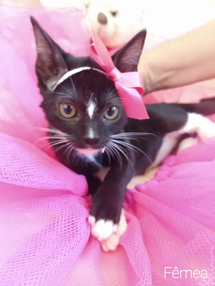 Gato ra a SEM RAÇA DEFINIDA.  idade 2 a 6 meses nome SEM NOME. 
