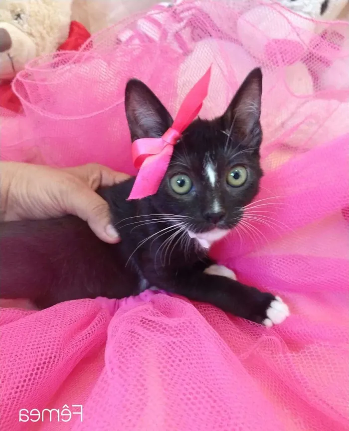 Gato ra a SEM RAÇA DEFINIDA.  idade 2 a 6 meses nome SEM NOME. 