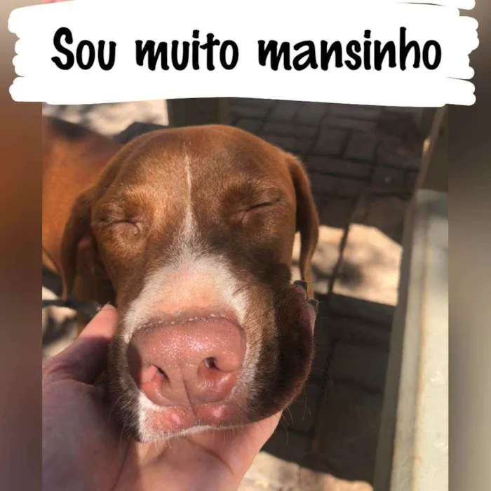 Cachorro ra a SRD idade 7 a 11 meses nome Scooby-Doo