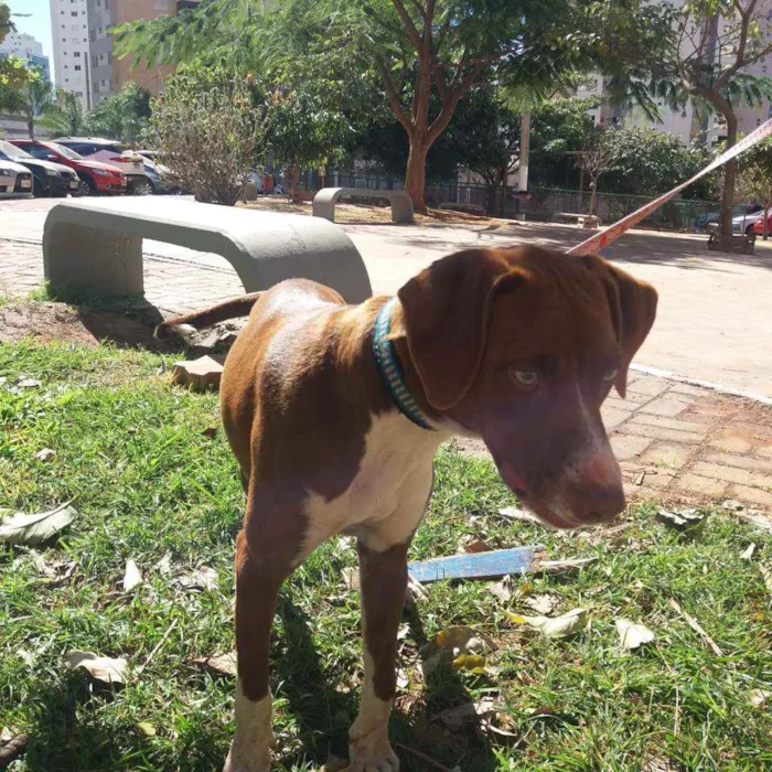 Cachorro ra a SRD idade 7 a 11 meses nome Scooby-Doo