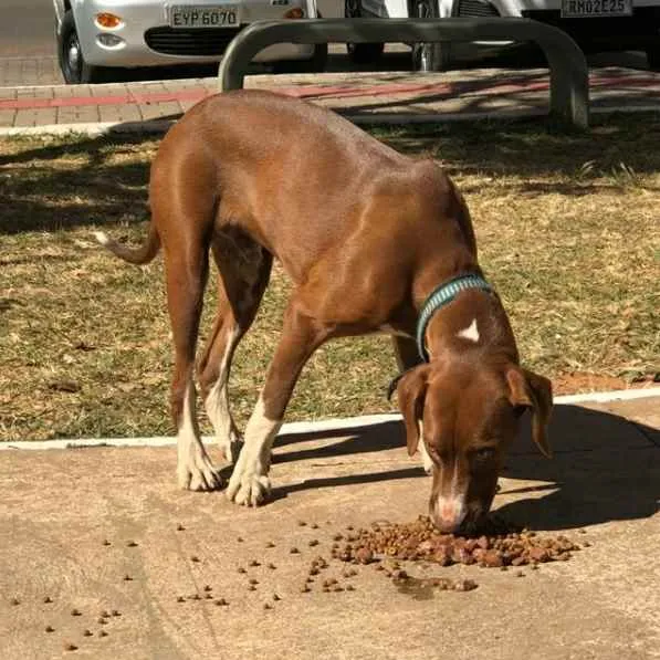 Cachorro ra a SRD idade 7 a 11 meses nome Scooby-Doo