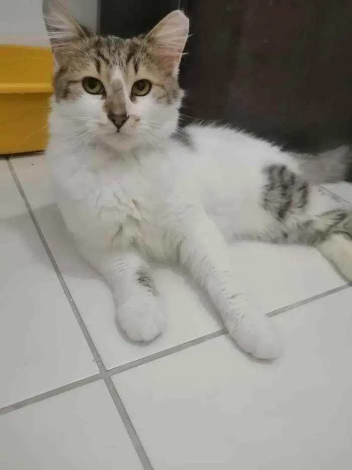 Gato ra a SRD idade 2 a 6 meses nome .........