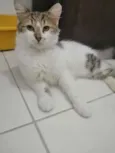.........