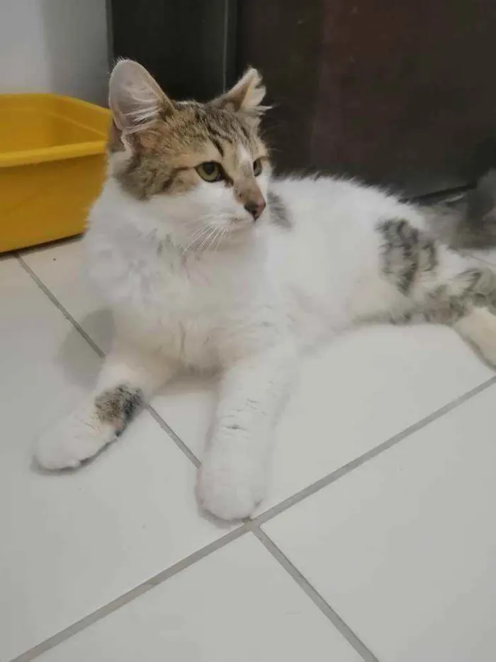 Gato ra a SRD idade 2 a 6 meses nome .........