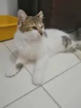.........