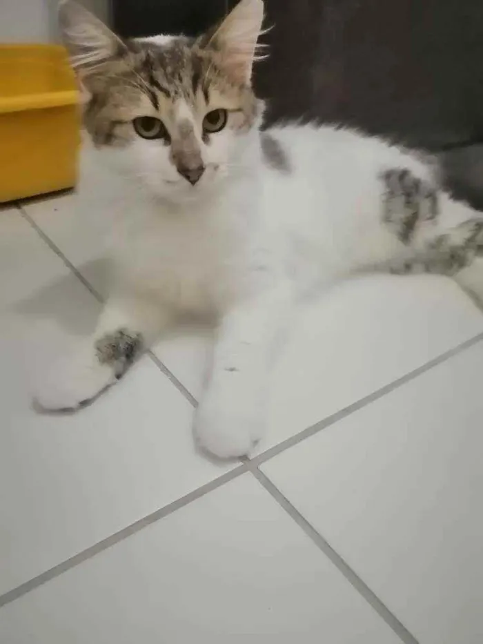 Gato ra a SRD idade 2 a 6 meses nome .........