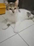 .........