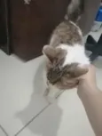 .........