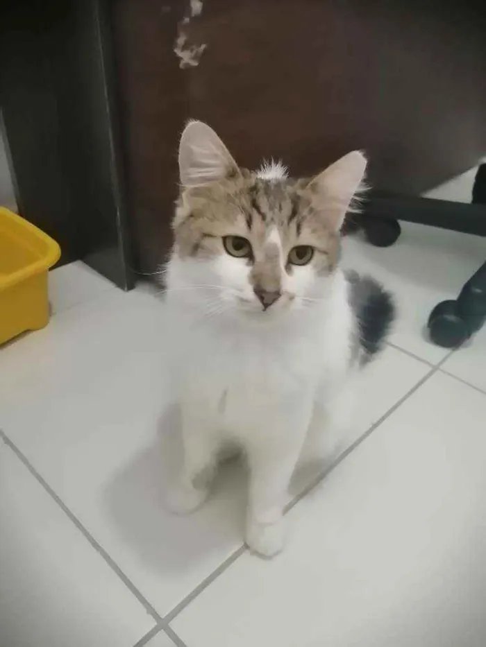 Gato ra a SRD idade 2 a 6 meses nome .........