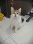 .........