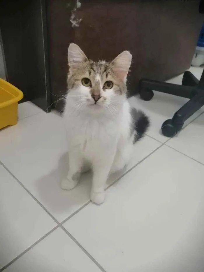 Gato ra a SRD idade 2 a 6 meses nome .........