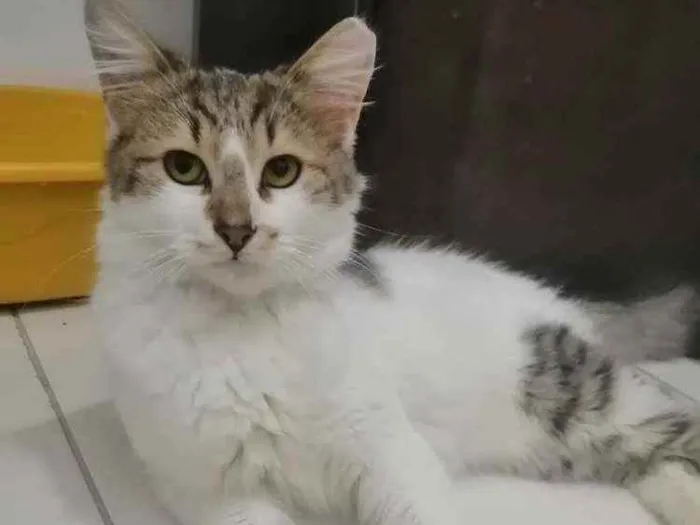 Gato ra a SRD idade 2 a 6 meses nome .........
