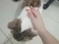 .........