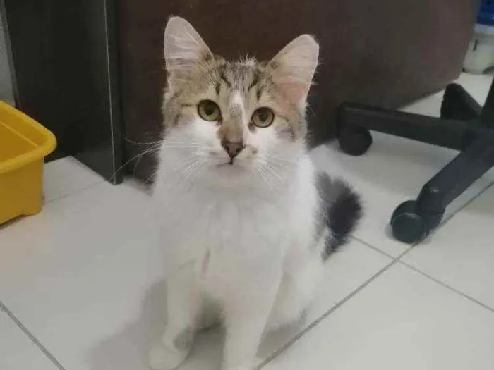 Gato ra a SRD idade 2 a 6 meses nome .........