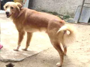 Cachorro raça SRD idade 1 ano nome Bingo