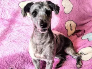 Cachorro raça Poodle idade 2 anos nome Sarah