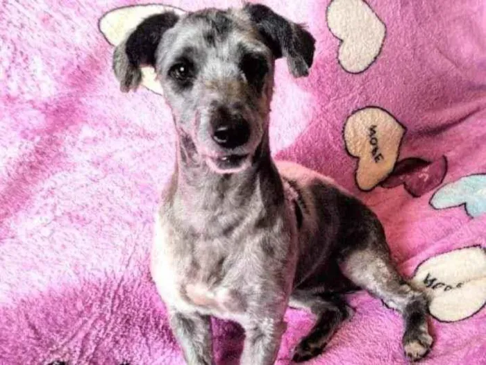 Cachorro ra a Poodle idade 2 anos nome Sarah